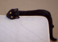 Квадратный котень