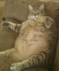 Как лягушку-через трубочку надули?)))