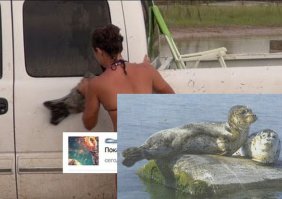 а мне показалось тюленем :D