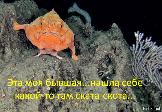 Удивительная фотосессия со скатами