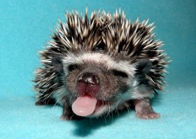 Рабфак - Ёжик!