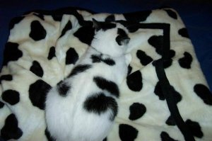 Спасибо за отличный пост, тоже добавлю мастера маскировки