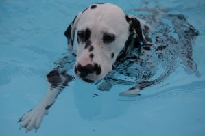 У меня Далматин , ели удержался!