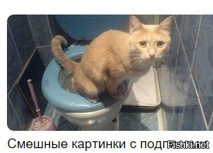 Это Марсик, сбитый машиной