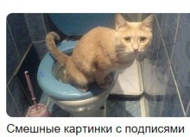 Это Марсик, сбитый машиной