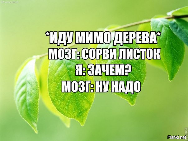 У меня такой же мозг.