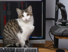 Жизнь без кота и жизнь с котом (22 фото)
