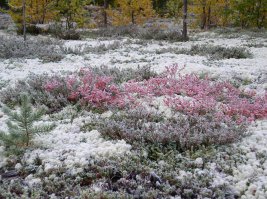 Белое море, Кольский полуостров