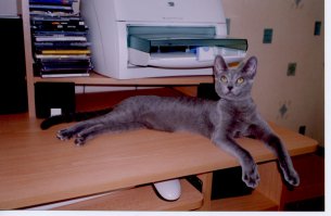 кошатники детектед )