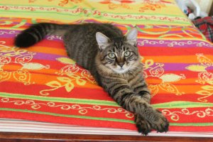 А вот наш Макс: