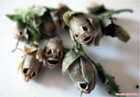 Последнее фото - это скорее всего львиный зев.