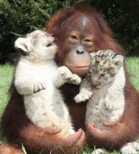 Разума у змеи нет, одни инстинкты. По размерам змея их проглотить не могла, поэтому не рассматривала как добычу. Укусить могла лишь в целях самозащиты.
Описаны и другие случаи, когда разные животные одновременно оказывались в безвыходном положении. Естественные инстинкты притормаживались и их объединяло единственное желание спастись.