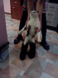 Первые шаги...