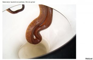 Вылезет - сразу на месте кирпичами засыпят