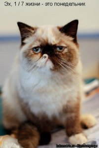 Понедельник! Понедельнично