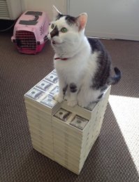 25 фотографий, которые показывают, как хорошо могут жить кошки