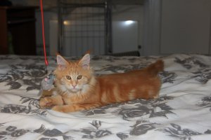 У меня у самой куняша - сейчас ей три года, брали в 3,5 месяца. Жалко, что такой малявочкой её не застали... А этих я бы затискала!)))
На фото ей 4 месяца