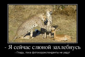 Когда щенки упали в яму с коброй