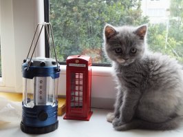 Без кота жизнь не та!