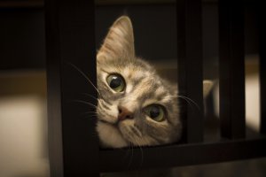 Хотели с женой приобрести такого красавца на выставке, но через пару дней нашел на улице замерзавшего котенка.
Было это перед НГ и на улице было -20.

Теперь же это маленькое чудо от меня не отлипает и выглядит как то так:
