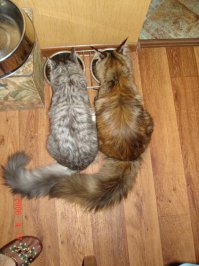 Чтоб "чужие" не смотрели- своих кормить надо.