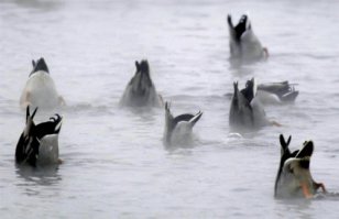 Сборная синхронистов из Антарктиды: