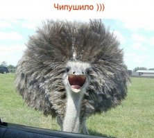 Необычный конкурс Comedy Wildlife Photography Awards