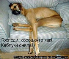 Необычный конкурс Comedy Wildlife Photography Awards