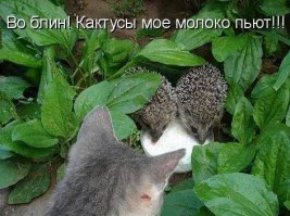 О ежах