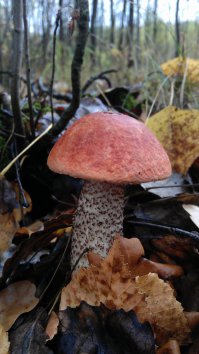 не хватает)