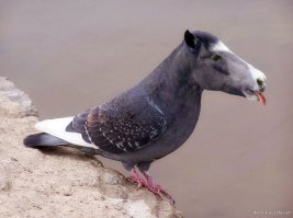 Чудо из Краснодара