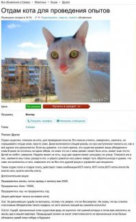 17 котов, планирующих убийство 