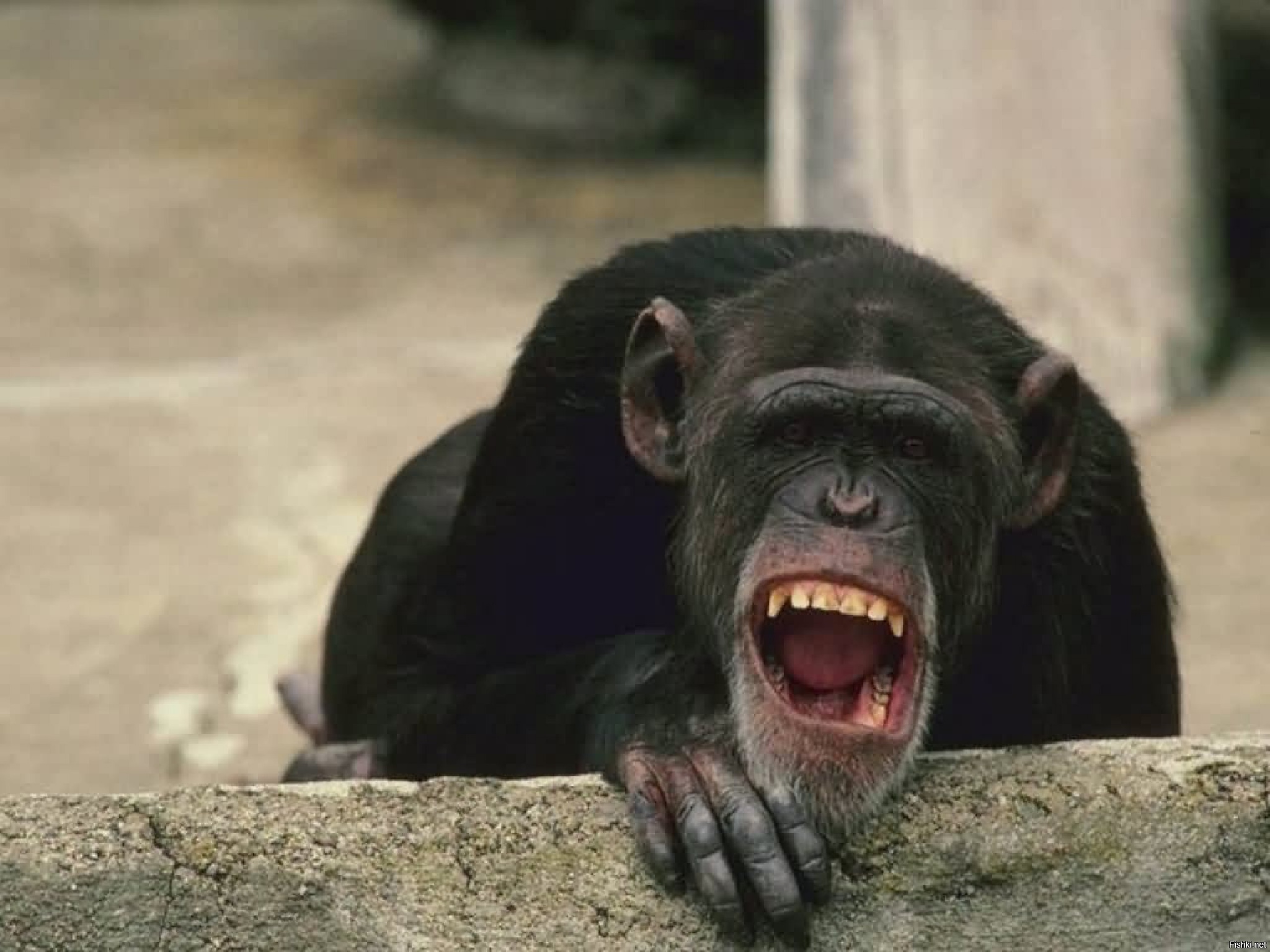 Ржот или ржет. Обезьяна смеется. Обезьяна ржет. Смех обезьяны. Животные смеются.