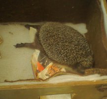 А еще читал у "специалистов" в инете,что если ёж спит не свернувшись в клубок,то он болен.П"здеж и провокация: