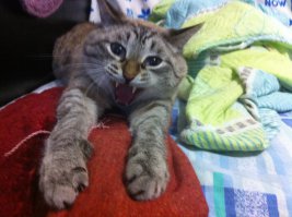 Иногда мне кажется, что мой кот тоже планирует меня замочить