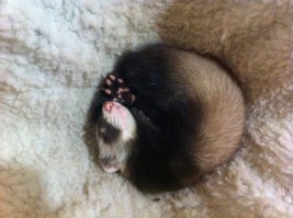 Усатый нянь