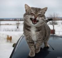 Эти, похоже, уже отсидели