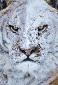 Первый снег