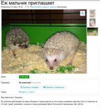 17 самых "полезных" вещей, которые продают на Авито