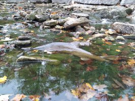 Красотища. Яркие краски какие. У нас нонче тоже приятно. Салмон на нерест идет.