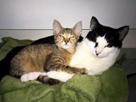 41 уморительная фотография котов, над которой вы будете смеяться до коликов