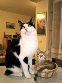 41 уморительная фотография котов, над которой вы будете смеяться до коликов