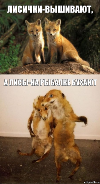 Ночная гостья на рыбалке, рыжая, наглая