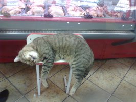 41 уморительная фотография котов, над которой вы будете смеяться до коликов