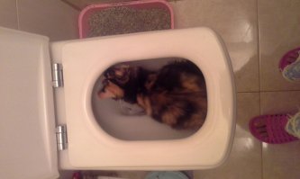 что там шумит?