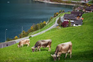 Красиво... А на этой картинке вообще пастораль, того и гляди, что коровки будут Милки Вэем срать...