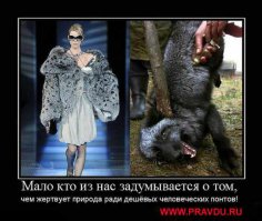 Спорная индустрия добычи меха на Северо-Западных территориях