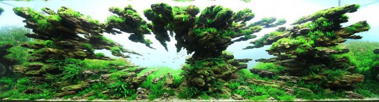 Long Tran Hoang
