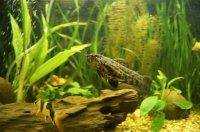 А это наш первый с женой аквас. Не полностью, но кадр мне кажется удачный ^___^