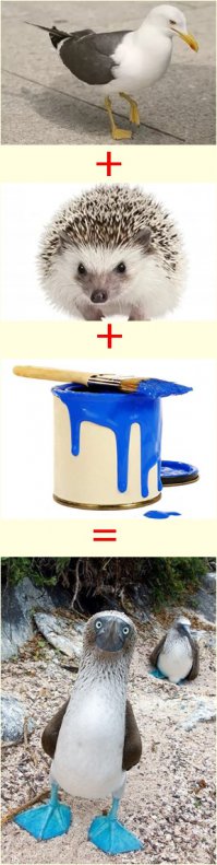 Редчайшая птица голубоногая олуша